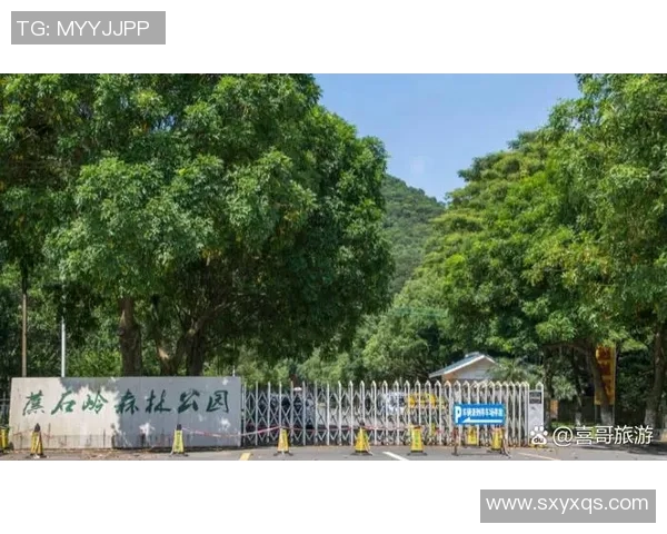 绿色森林与斯文登的生态对比与文化碰撞探讨